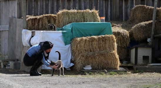 Petrolia area volunteers face out of control feral kitten population