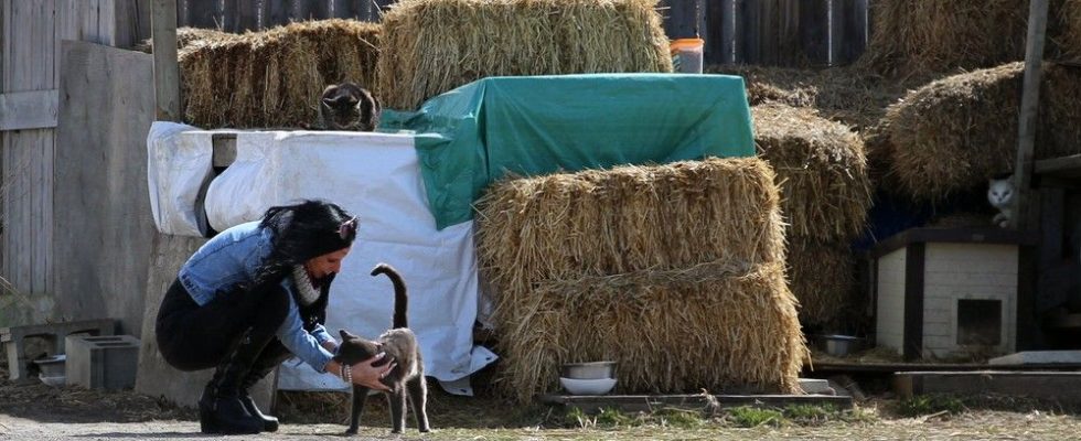 Petrolia area volunteers face out of control feral kitten population