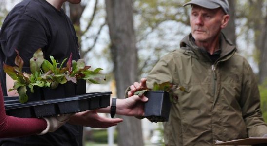 Plantings teach Sarnia students about environment native species