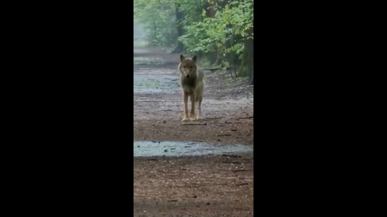 Possible wolf seen near Zeist forest ranger enthusiastic Only be