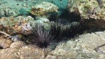 Sea urchins are dying and now the Red Sea corals