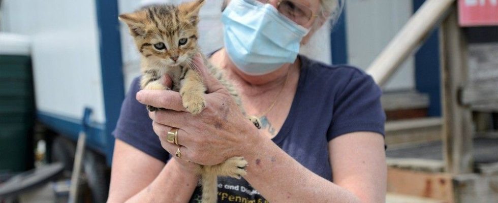 Simcoe humane society was looking at bankruptcy but has clawed