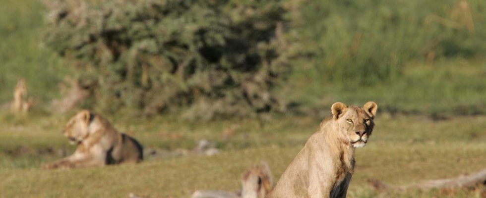 Six lions have been killed in Kenya