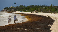 The Caribbean Sea has started to get covered in algae