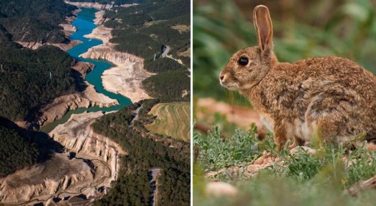 The Catalan governments drastic measure – 250000 rabbits are to