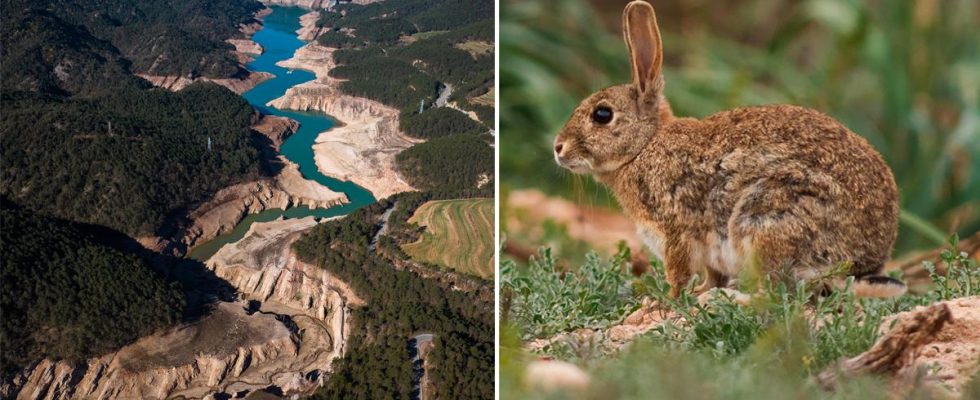 The Catalan governments drastic measure – 250000 rabbits are to