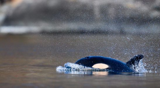 The orcas death is being investigated