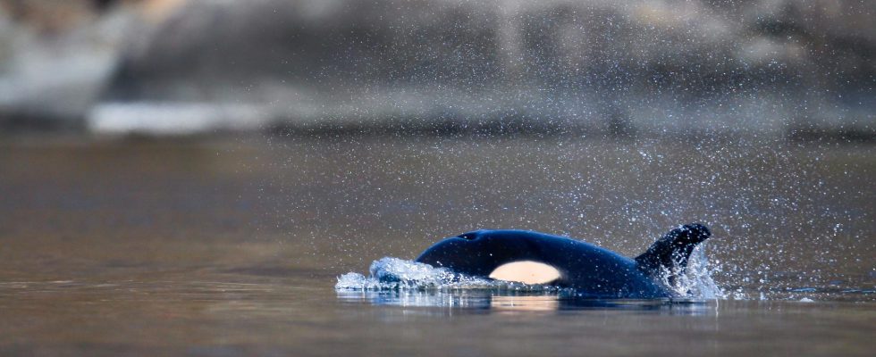 The orcas death is being investigated