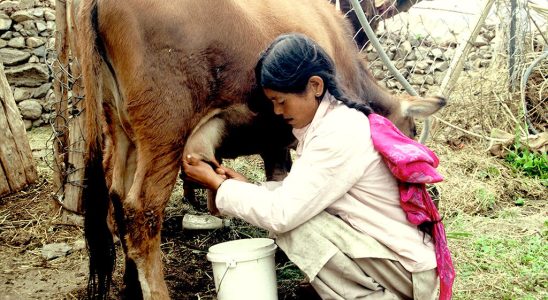 The sounds of the earth in the village of Likir