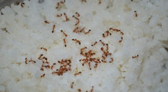 This ingredient present in all kitchens keeps ants away without