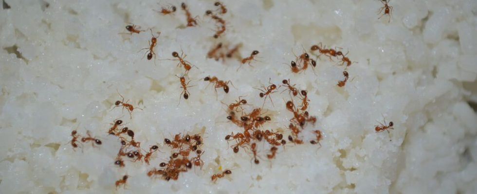 This ingredient present in all kitchens keeps ants away without