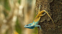 This is what a Cambodian lizard looks like which defends