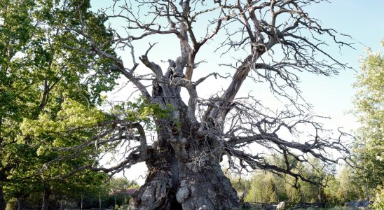 Thousand year old oak now with new leaves