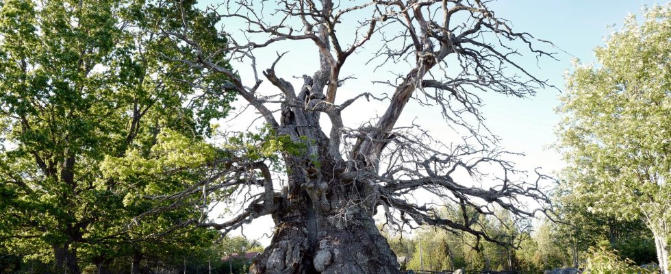 Thousand year old oak now with new leaves