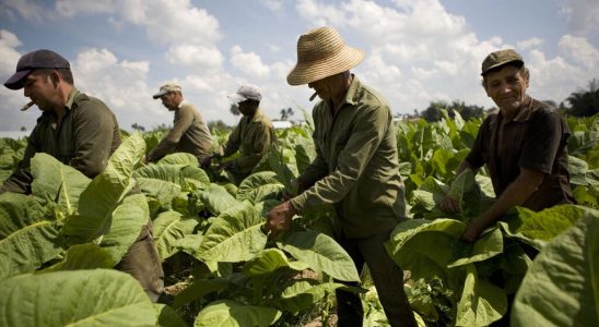 Tobacco cultivation a health agricultural and economic heresy