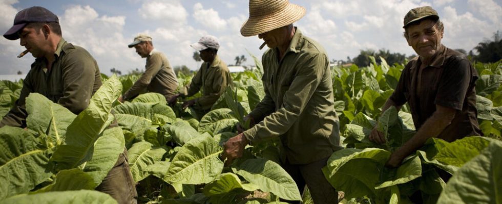 Tobacco cultivation a health agricultural and economic heresy