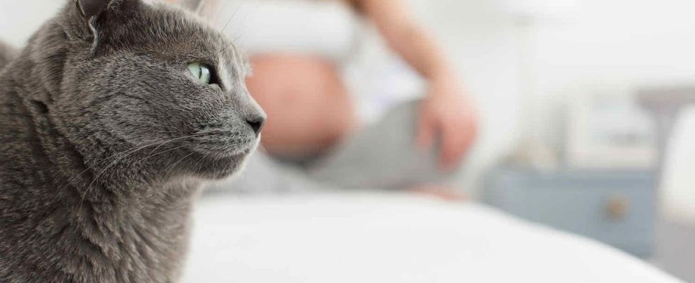 Toxoplasmosis could cause mental disorders