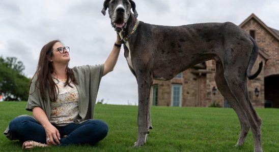 Youve never seen the biggest dog in the world its