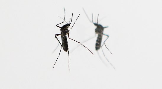 Zika dengue fever… These viruses carried by tiger mosquitoes that