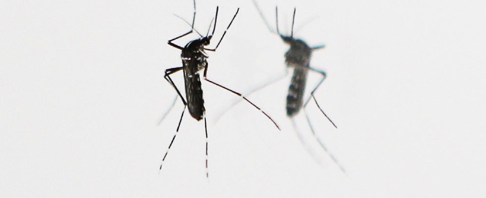 Zika dengue fever… These viruses carried by tiger mosquitoes that