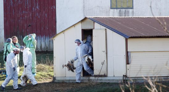 against avian flu two vaccines prove to be very effective