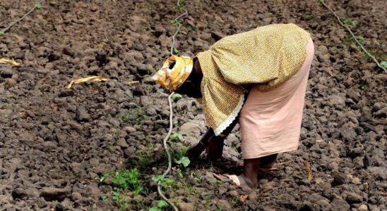 biological diversity an issue for the rural world