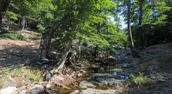 in the Massane reserve all biodiversity is threatened by drought