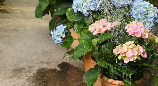 10 tips for saving water in the garden