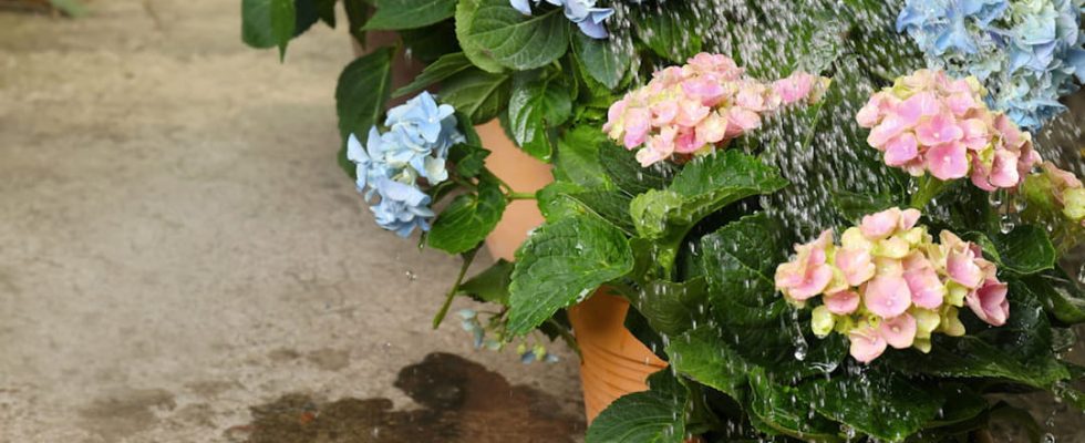 10 tips for saving water in the garden