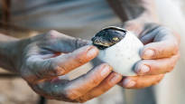 A female crocodile laid a virgin egg EPN news