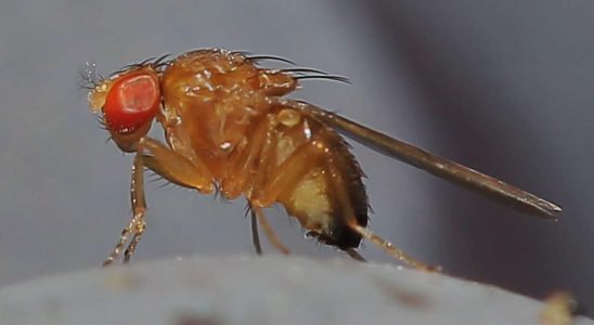 A taste of vinegar An Asian midge contaminates French cherries