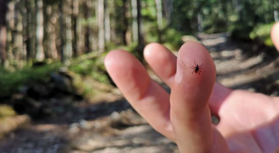 A tick responsible for a fatal fever could spread in