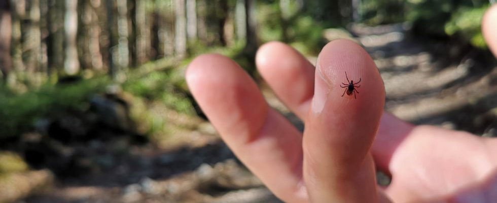 A tick responsible for a fatal fever could spread in