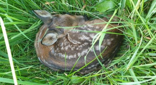 Aerial protection drone team saves fawns from mowers