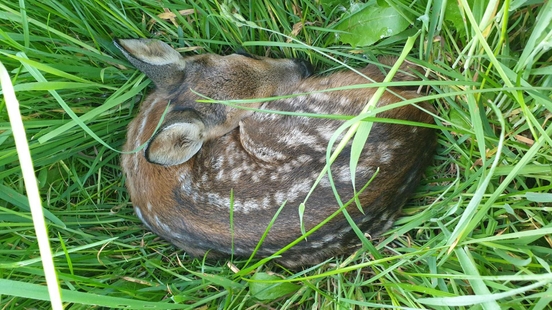 Aerial protection drone team saves fawns from mowers