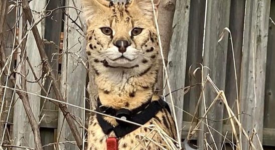 African serval cat missing for several days in Chatham Kent