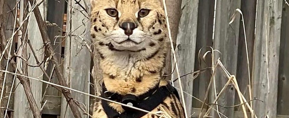 African serval cat missing for several days in Chatham Kent