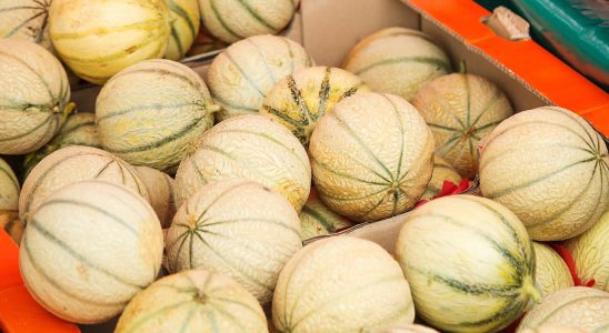 An experts foolproof tip for choosing the best melon every