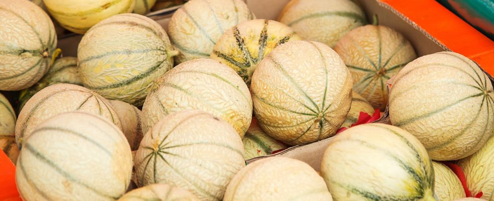 An experts foolproof tip for choosing the best melon every