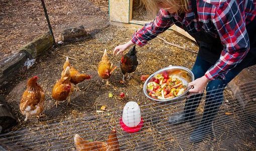 Avian flu threat means now isnt time to allow backyard chickens