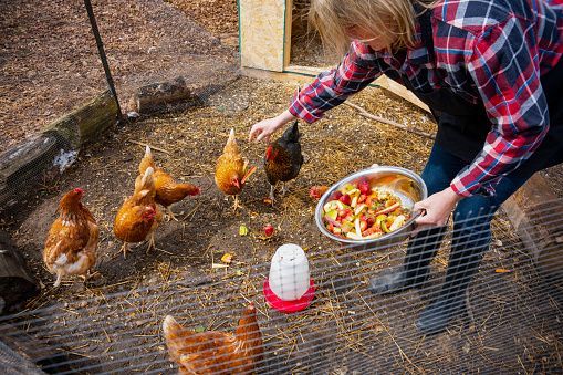 Avian flu threat means now isnt time to allow backyard chickens