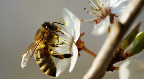 Bee mortality in Utrecht highest of all provinces It is