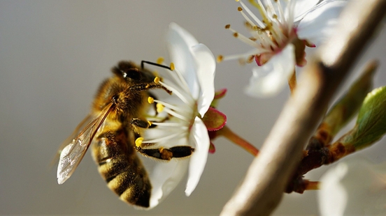 Bee mortality in Utrecht highest of all provinces It is