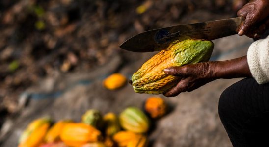 Cameroon a scientific conference to help planters in the face