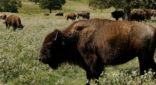 Close to extinction here the bison thrives again