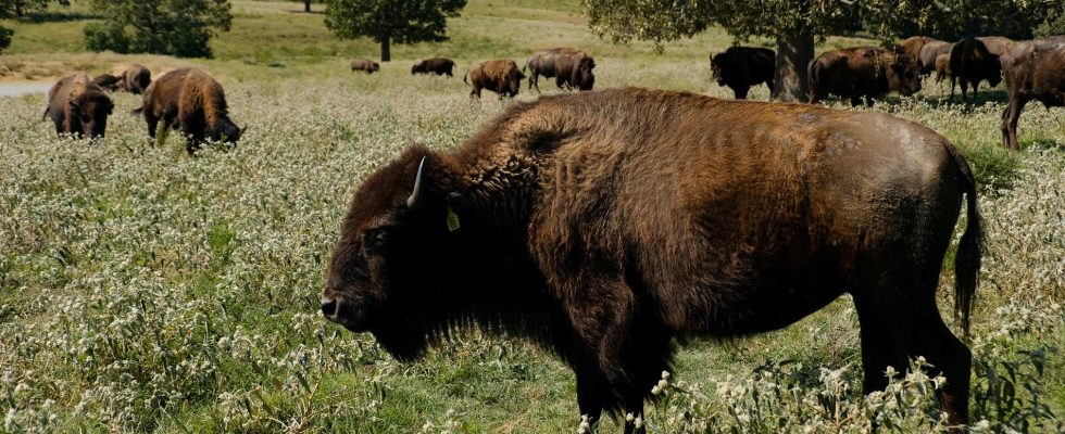 Close to extinction here the bison thrives again