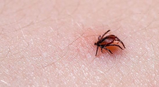 Crimean Congo hemorrhagic fever risk of emergence in France