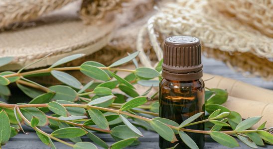 Essential oil of eucalyptus globulus radiata benefits