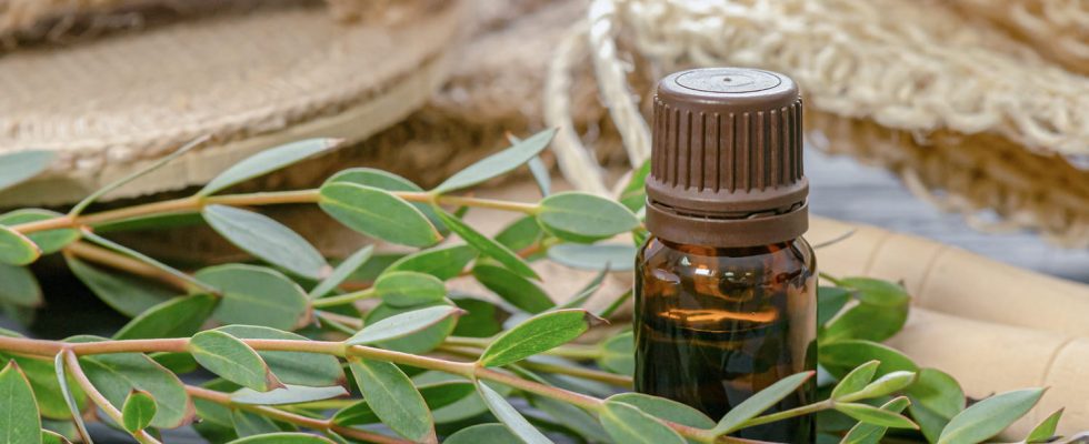 Essential oil of eucalyptus globulus radiata benefits