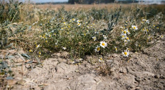 Farmers are worried about the drought